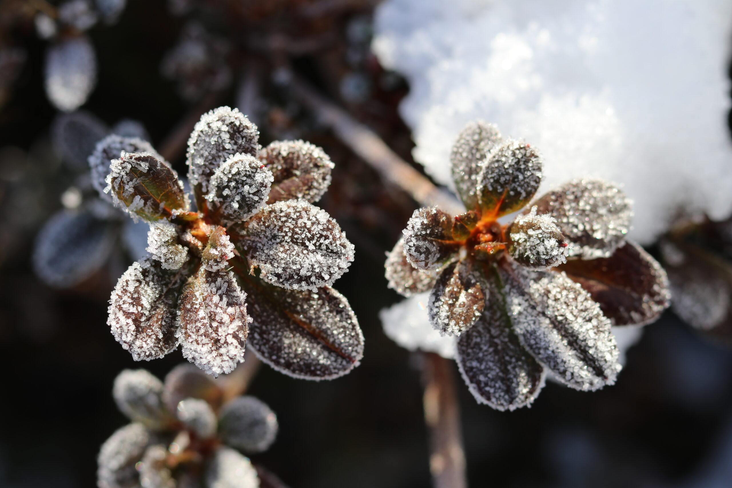 Silvester - Guten Start ins neue Blumenjahr!