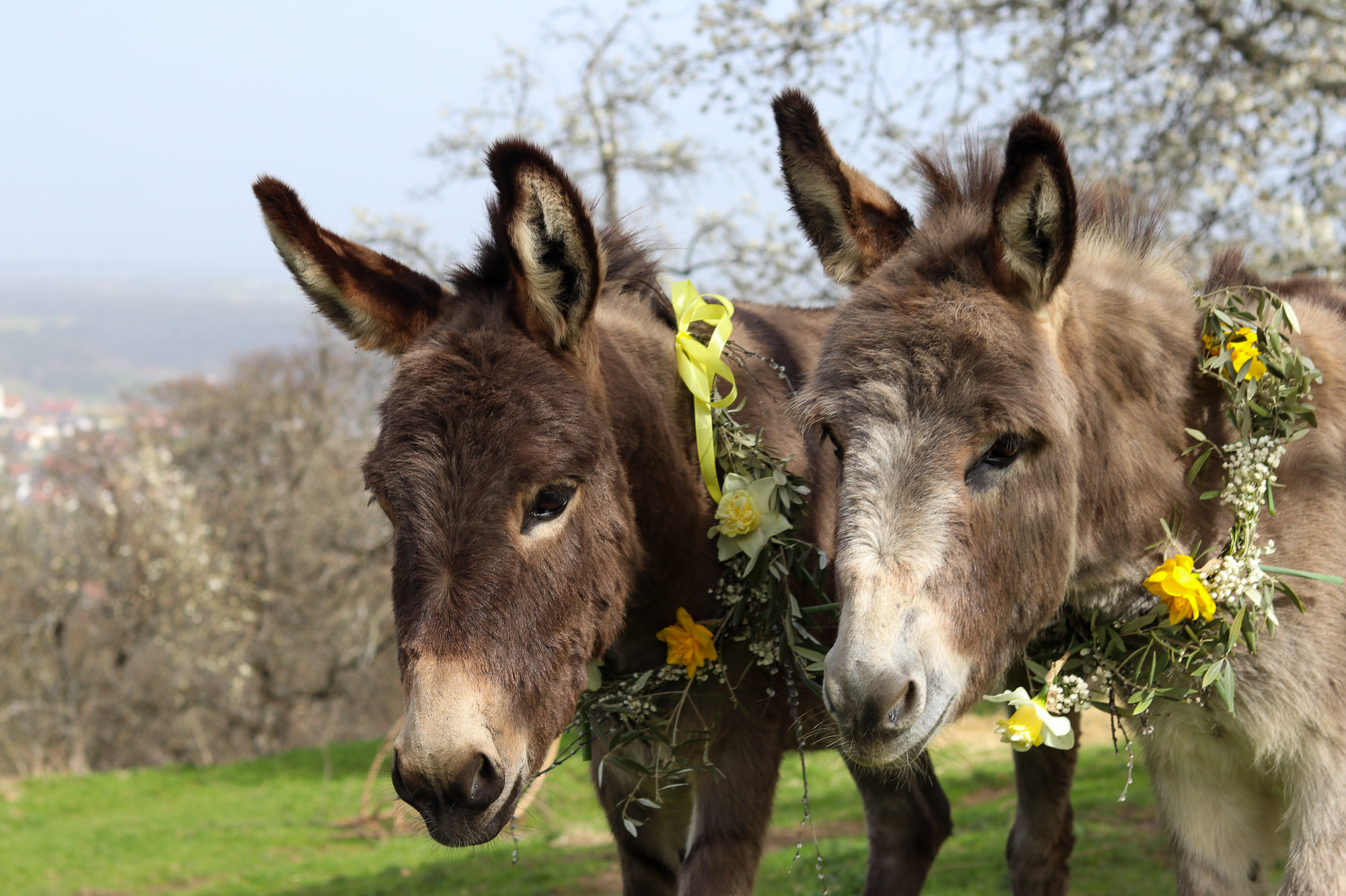Der Osterhase kommt!